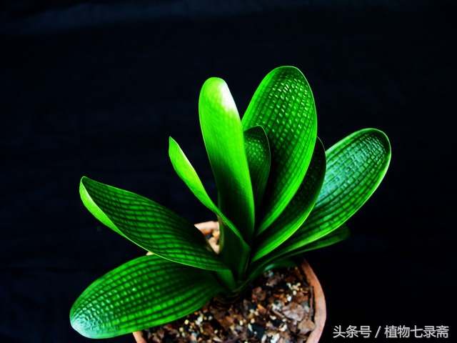 自家君子兰种子种君子兰方法,用一粒种子如何养出一盆君子兰