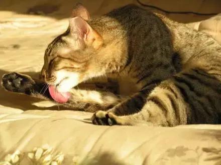 接触得了猫癣的猫会怎么办,猫舍猫普遍得猫癣了怎么办