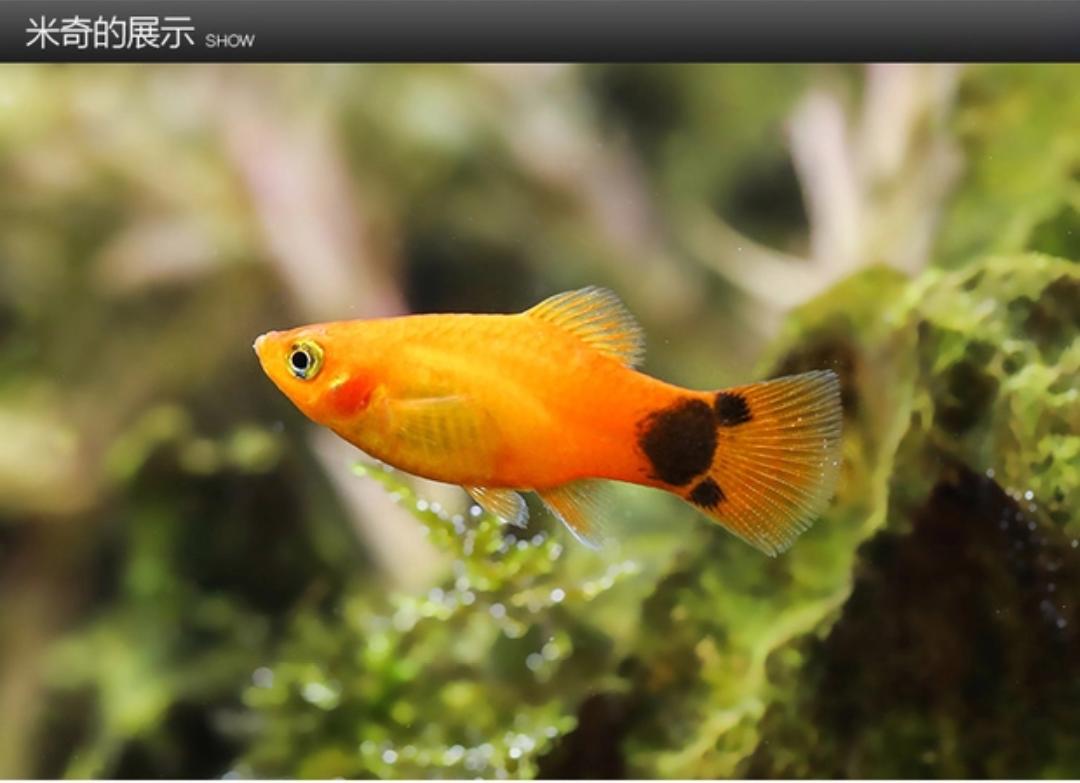 观赏鱼月光鱼图片,热带彩虹小型鱼观赏鱼