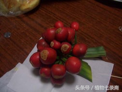 自家君子兰种子种君子兰方法,用一粒种子如何养出一盆君子兰