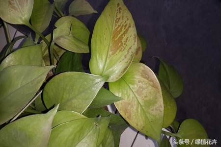 绿萝肥料多了导致叶子发黄怎么办,绿萝叶子发黄的原因以及解决方法
