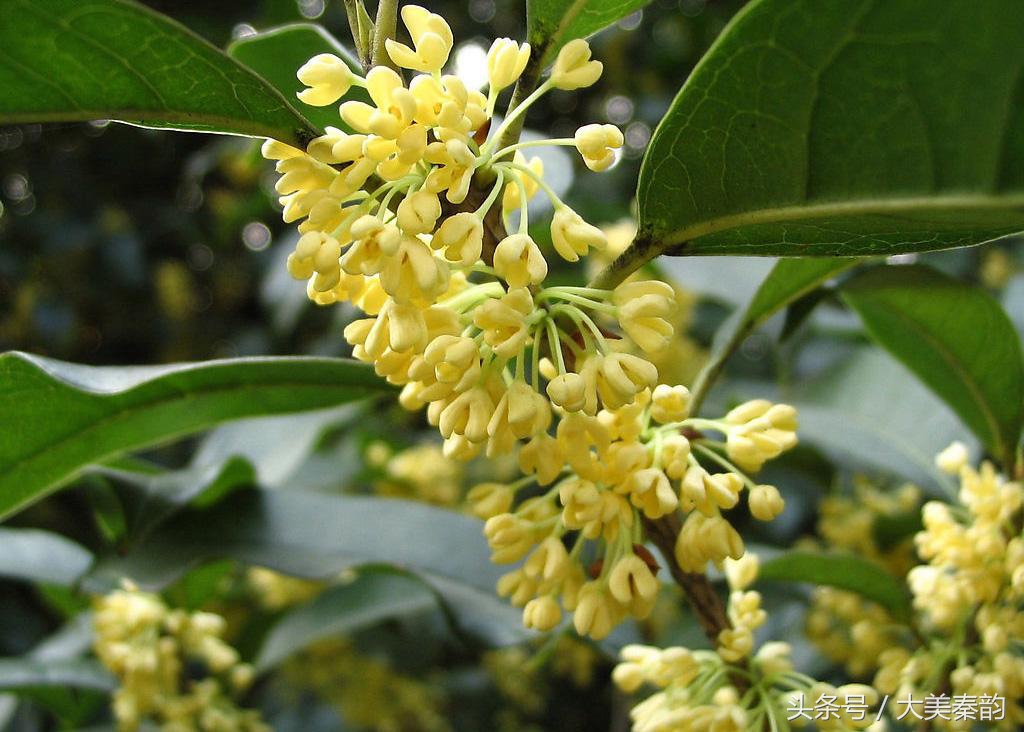 全国各地市花大全,各地市花是什么花