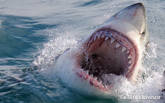 极限运动会导致肾上腺素飙升,极限运动可以促进肾上腺素分泌吗