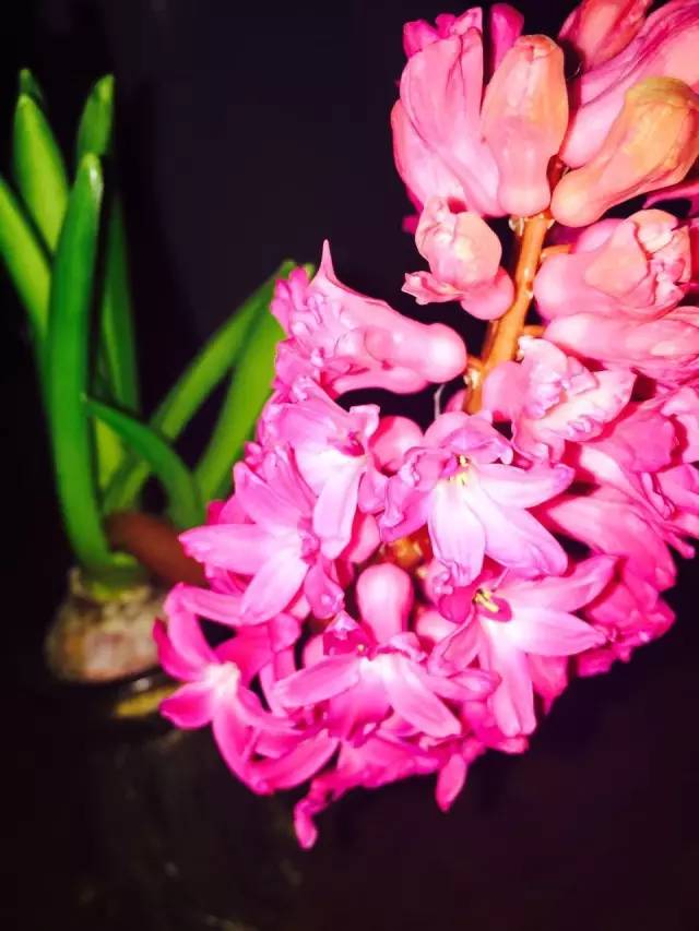 福利春季晒花大赛开始投票啦，价值万元好礼等你来拿！（后附石象湖门票中奖名单）