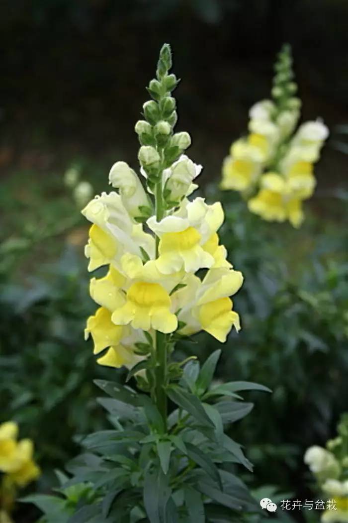 绚烂开放的金鱼草花,深紫色的金鱼草花