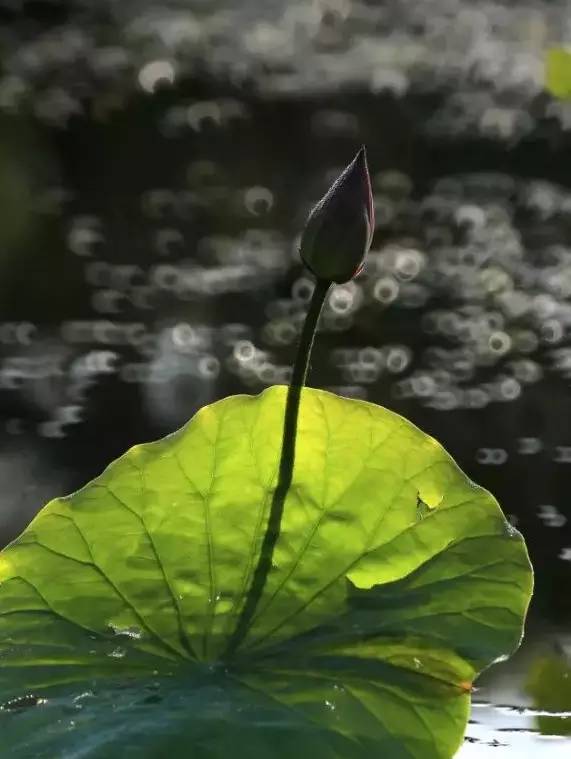荷花依然淡淡香,走过四季荷花依然香下一句