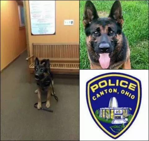 感人这是我的零用钱，请拿去给狗狗买防弹衣