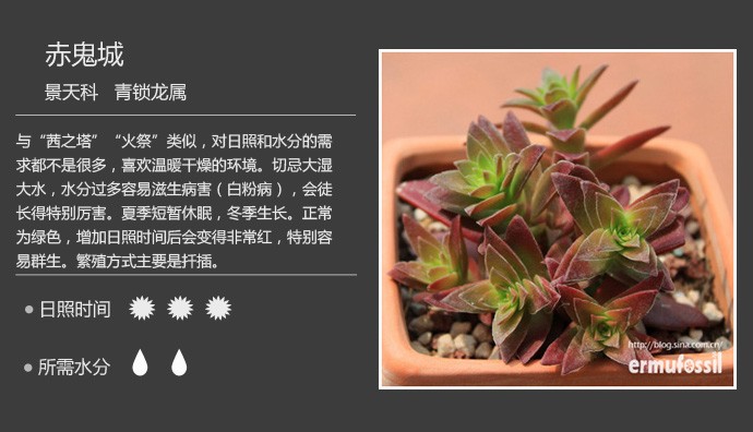 史上最全的多肉植物名字对照图，终于找齐了！