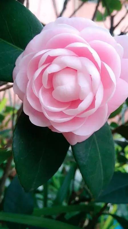 福利春季晒花大赛开始投票啦，价值万元好礼等你来拿！（后附石象湖门票中奖名单）