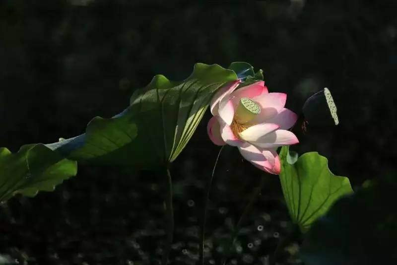 荷花依然淡淡香,走过四季荷花依然香下一句