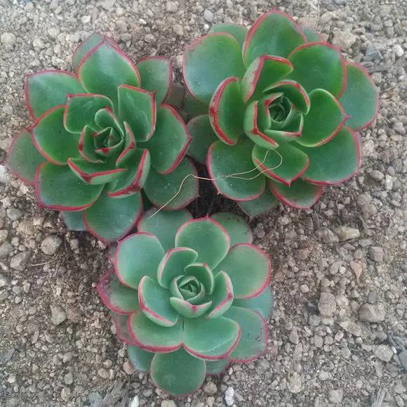 罗西玛种类,罗西玛多肉杂交品种