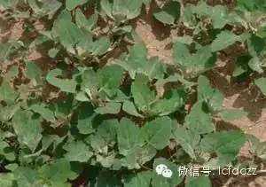 春季野菜采摘图解高清图片,春季野菜多种做法