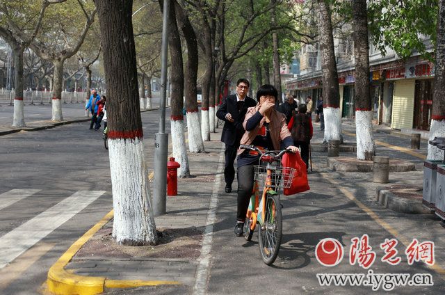 给柳树杨树打针,给杨树打避孕针