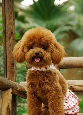 泰迪李小贝是什么品种,每日一读狗狗品种博美