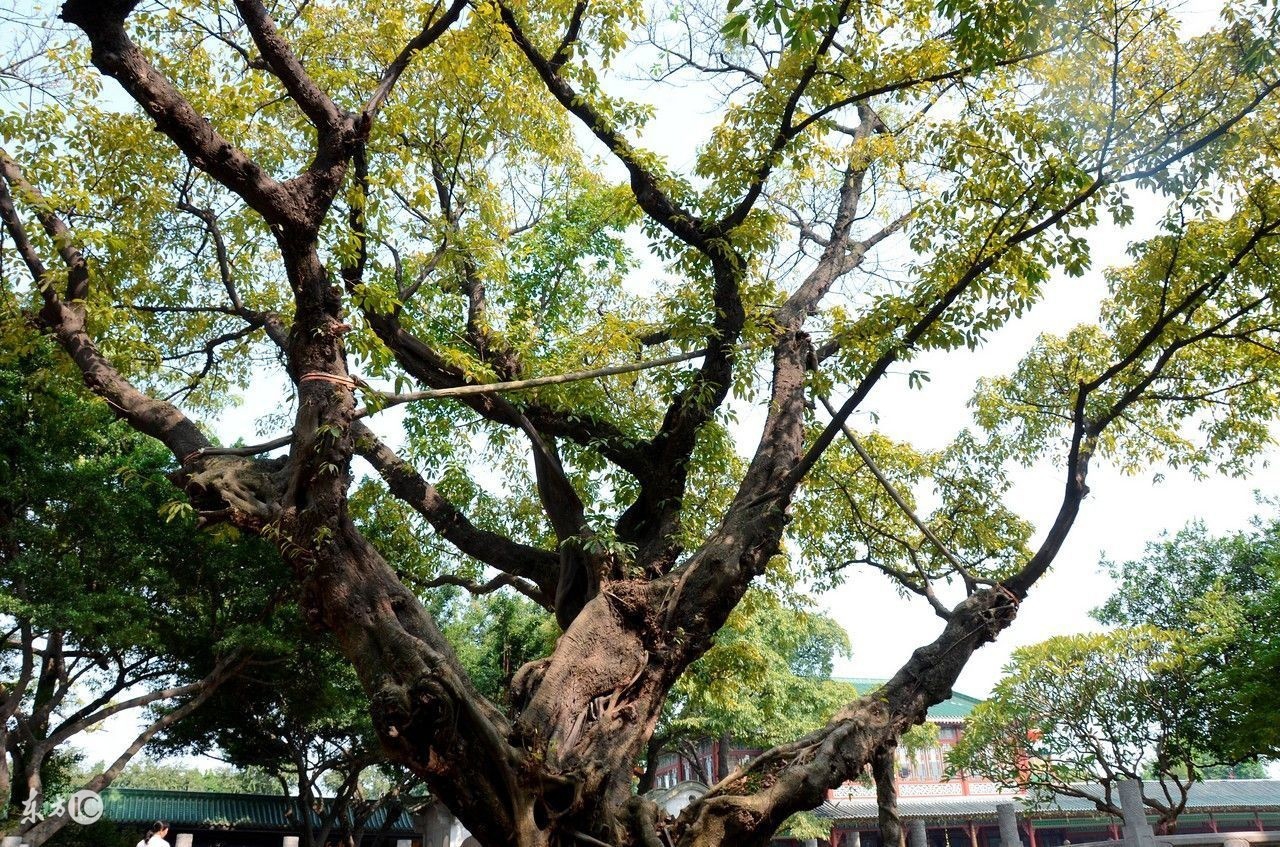 城市的老树,小城老树