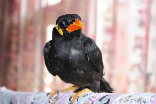 鹩哥鸟爱生病吗,鹩哥生病了怎么办