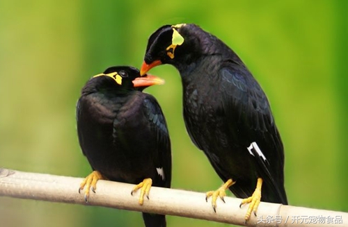 鹩哥鸟爱生病吗,鹩哥生病了怎么办