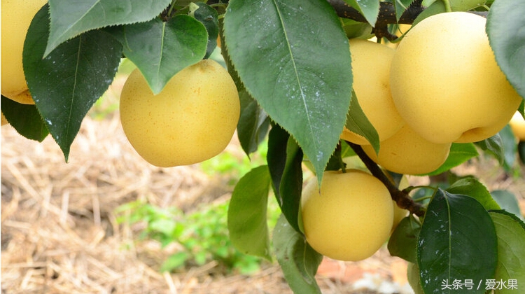 甘肃黄元帅水果,黄元帅水果