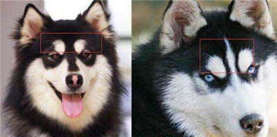 阿拉斯加和哈士奇有什么区别,阿拉斯加和哈士奇到底谁更厉害