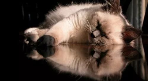 猫咪生病了怎么办?看这篇内容就够了