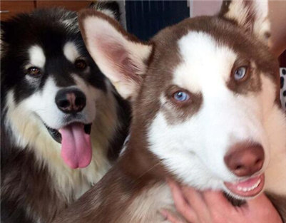 阿拉斯加和哈士奇的区别哪个贵,阿拉斯加和哈士奇养哪一个好