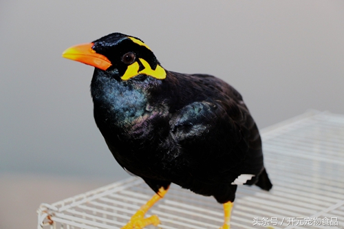鹩哥鸟爱生病吗,鹩哥生病了怎么办