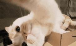 猫咪生病了怎么办?看这篇内容就够了