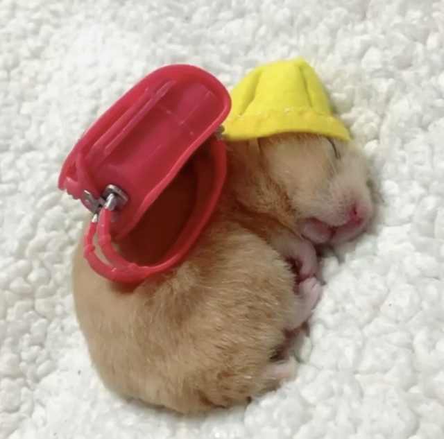 浠撻紶鍙埍钀屽寲,鍙埍鐨勫皬浠撻紶cosplay