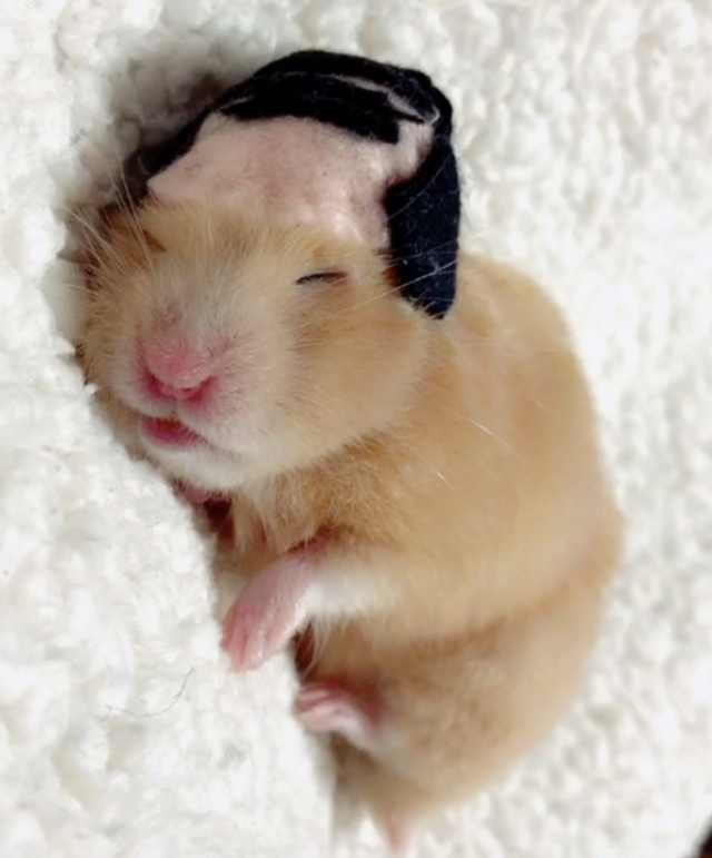 浠撻紶鍙埍钀屽寲,鍙埍鐨勫皬浠撻紶cosplay