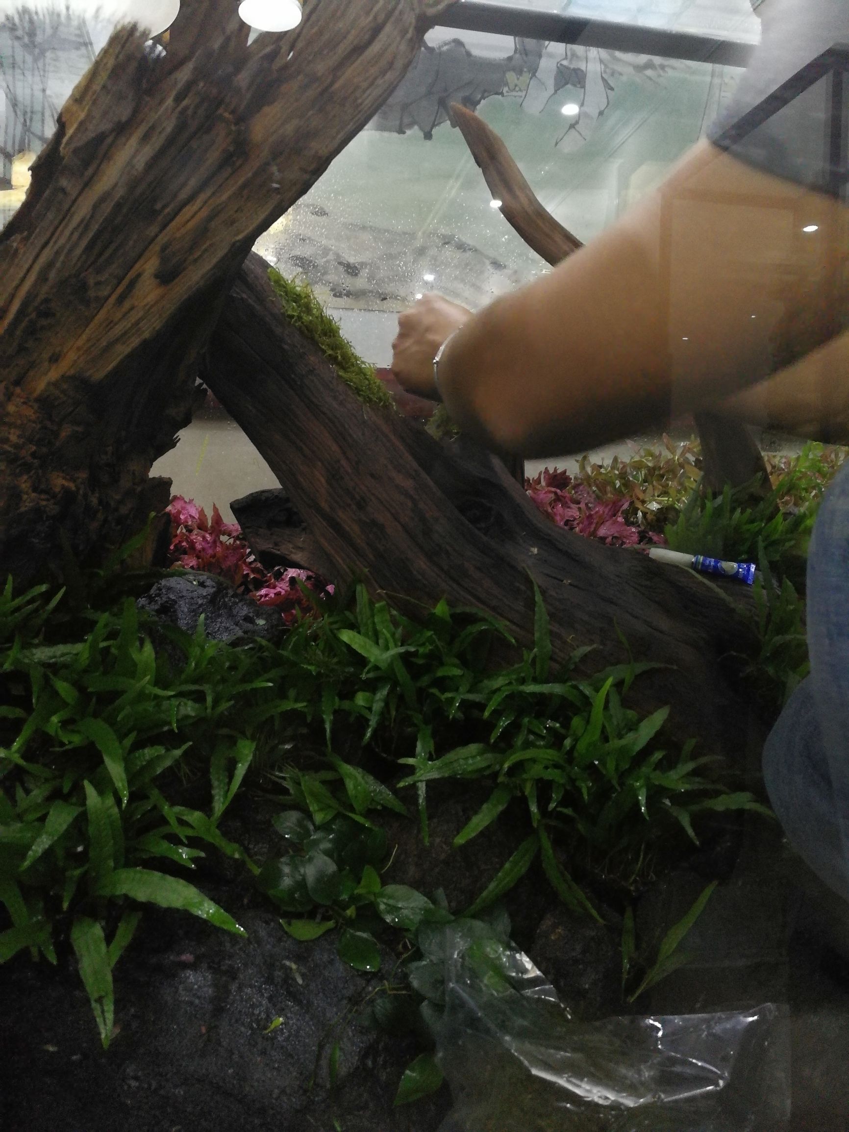 水草缸可以养龙鱼吗,震撼草缸