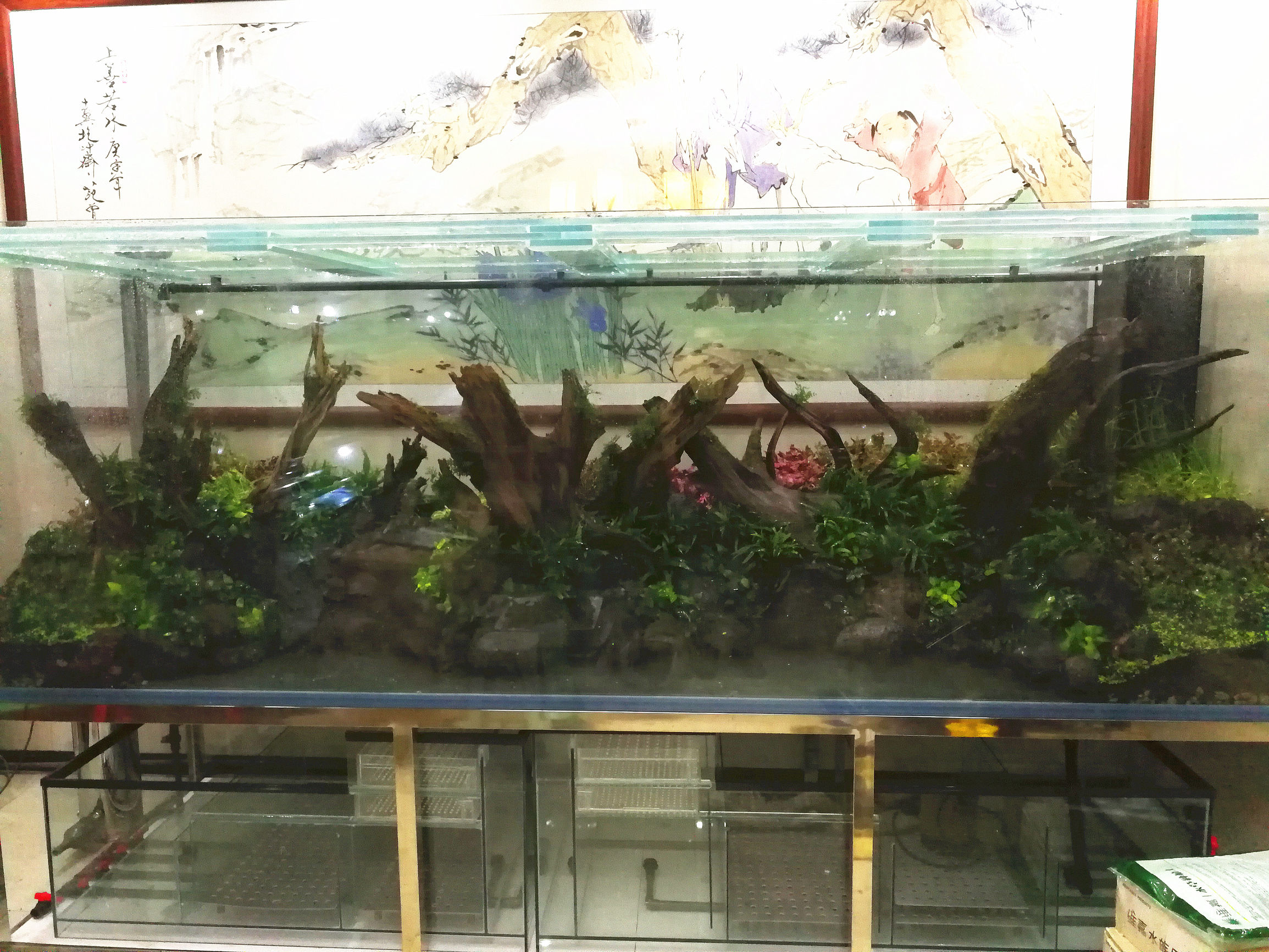 水草缸可以养龙鱼吗,震撼草缸