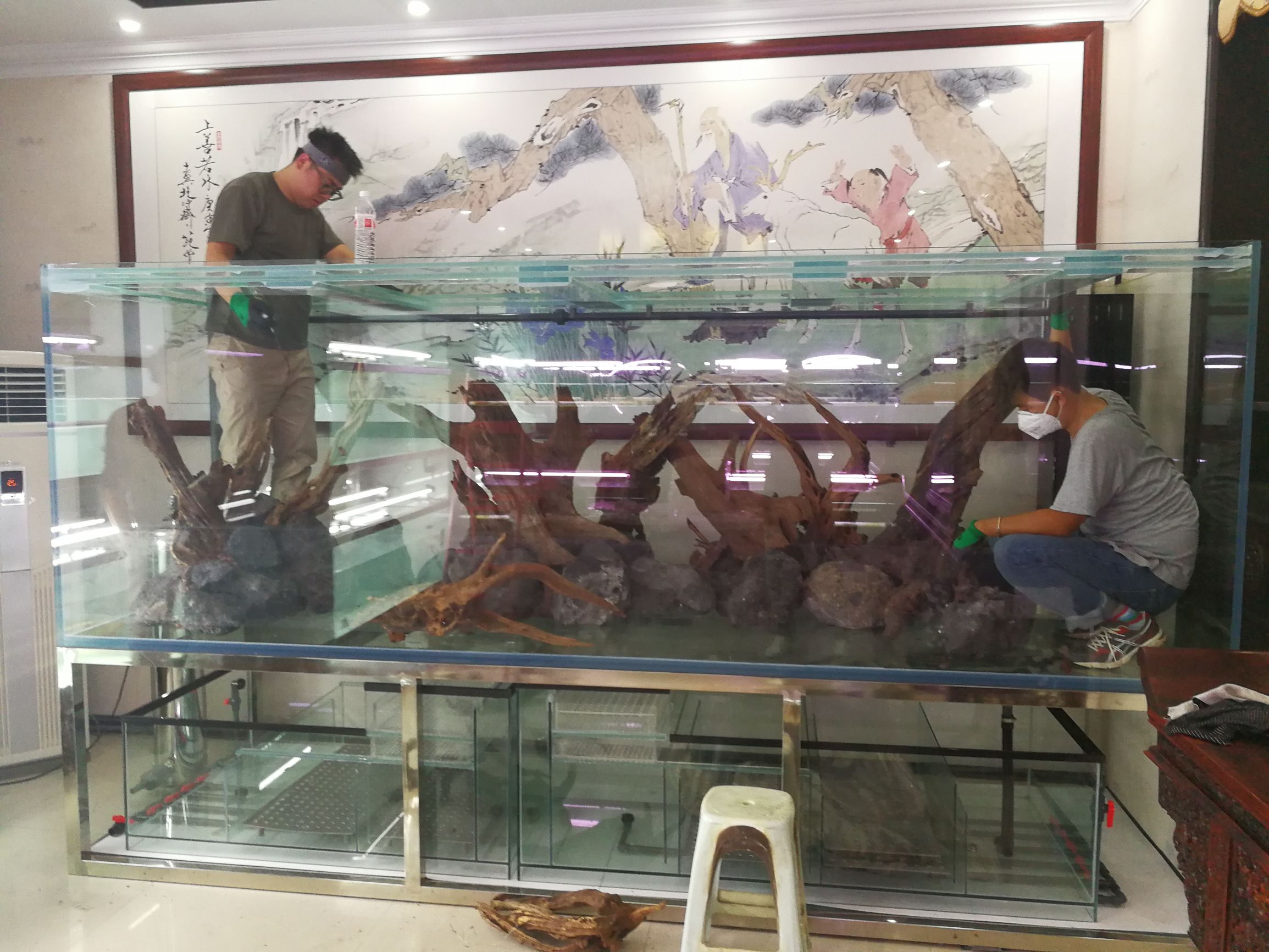 水草缸可以养龙鱼吗,震撼草缸