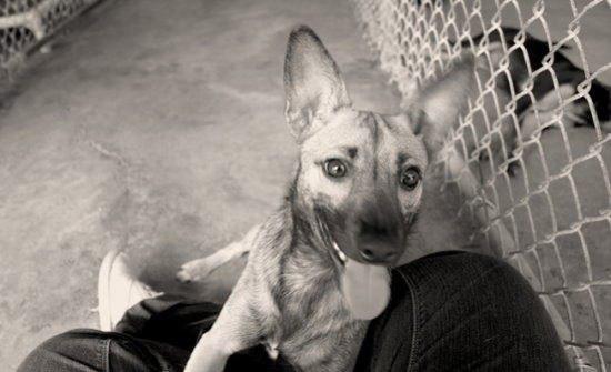 为什么要用领养代替购买、一定要了解的几大理由!