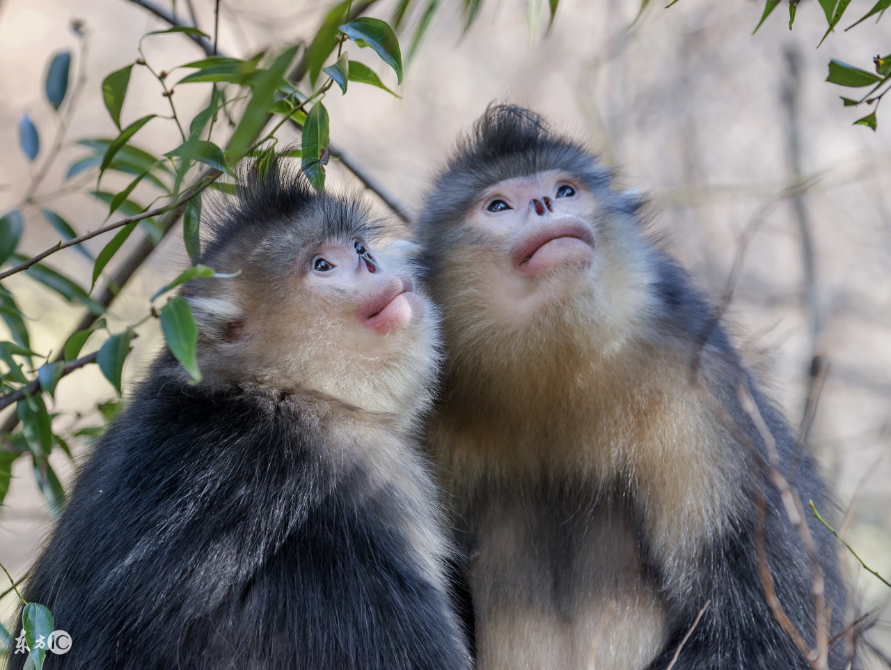 猴宝宝一生运气,猴宝宝的命运