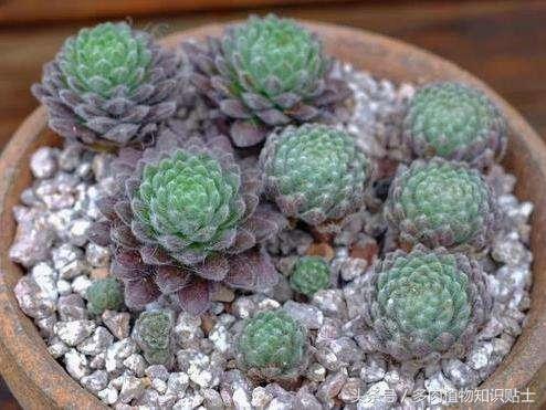 市场常见的多肉,多肉植物从哪儿买比较靠谱