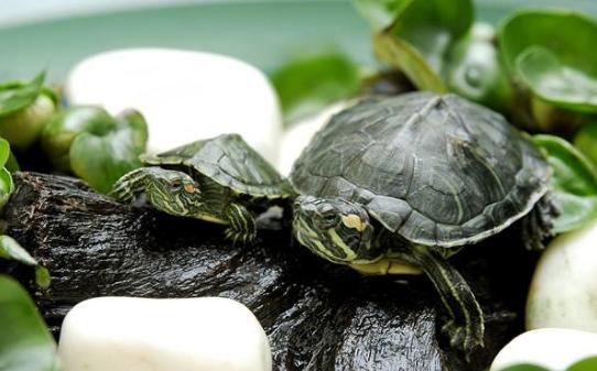 乌龟不吃食物怎么办呢,乌龟冬眠为什么不吃食物