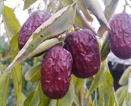 大农业今天行情,大农圈新闻