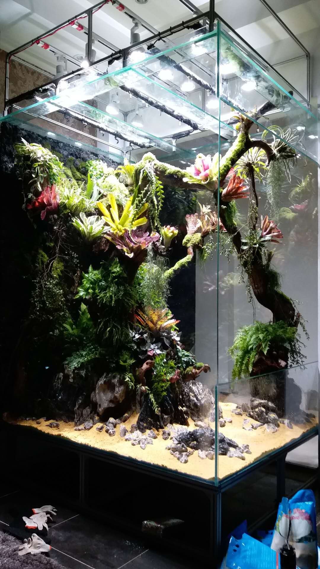 大墙鱼缸,40公分的缸养40的龙鱼