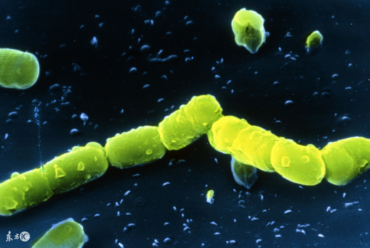 儿科医生：绿脓杆菌致死率极高！4种传染途径要小心