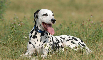 斑点犬容易得什么病,斑点狗疾病怎么预防传染