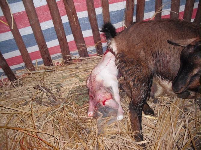 母羊难产都有什么原因,母羊难产的原因和解决方法