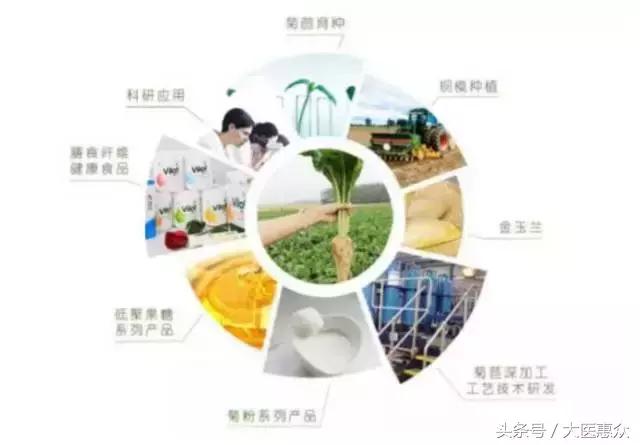 菊苣产地哪个地方好,北纬40度适合种植什么蔬菜