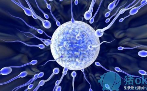 猪人工授精怎么产值高,猪人工授精与产业化工程