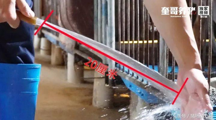 改善母猪便秘的方法,母猪便秘一根管子解决