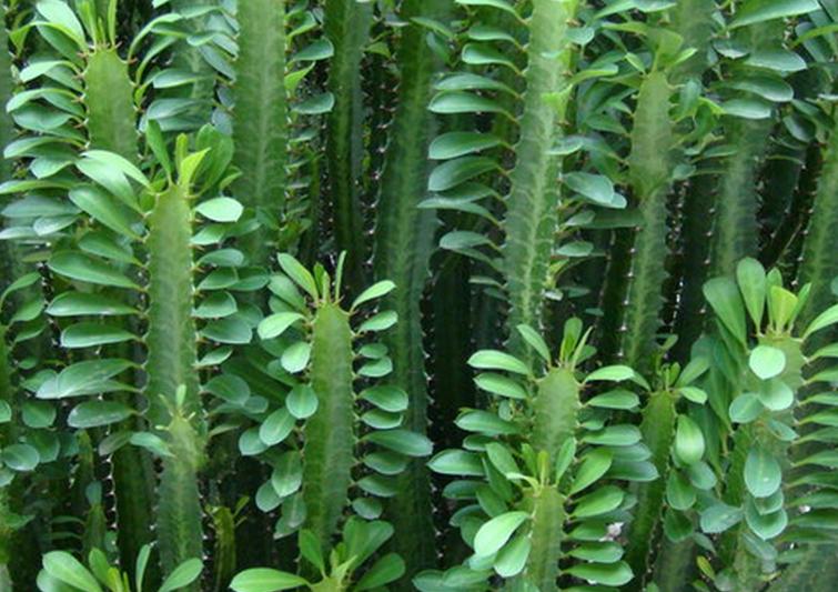 霸王花美丽花,霸王花形态