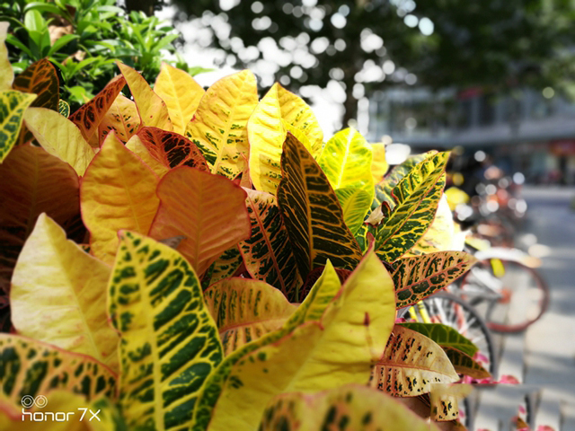 荣耀7x四摄效果怎么样,千元的全面屏手机荣耀7