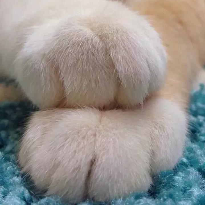 人类吸猫小史,人类吸猫的时候猫是怎么想的