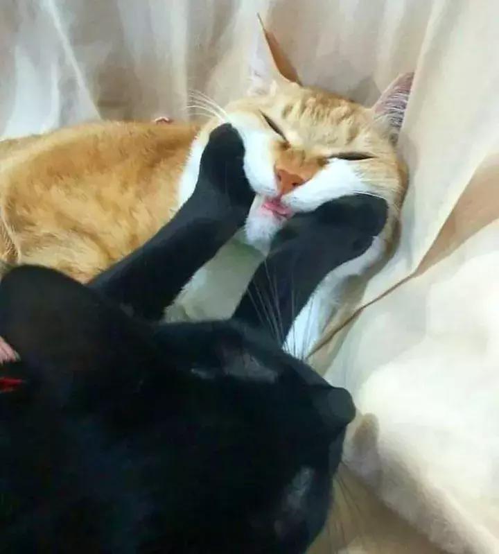 人类吸猫小史,人类吸猫的时候猫是怎么想的