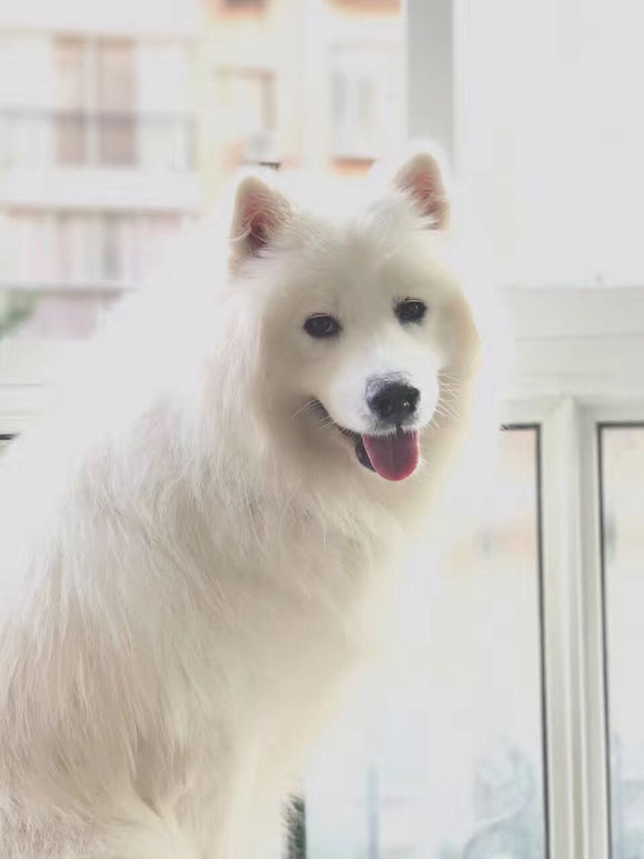 家有萨摩耶和拉布拉多,家有哈士奇的铲屎官