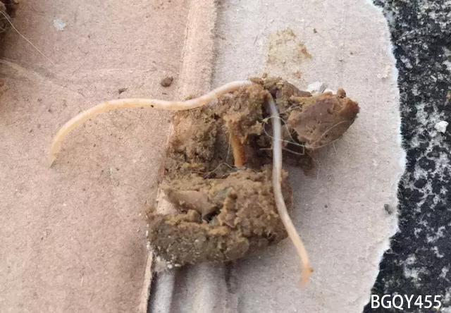 犬猫驱虫教程,犬类驱虫省钱的方法